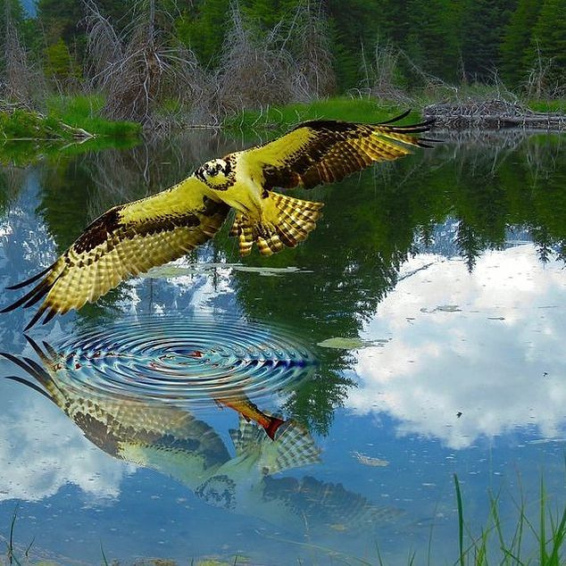 አርቤኛ ገበሬ ምስል